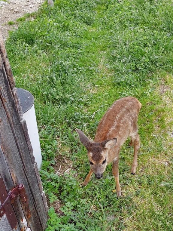 Ferienwohnung Jägerstube Fritz Wald im Pinzgau Exterior foto